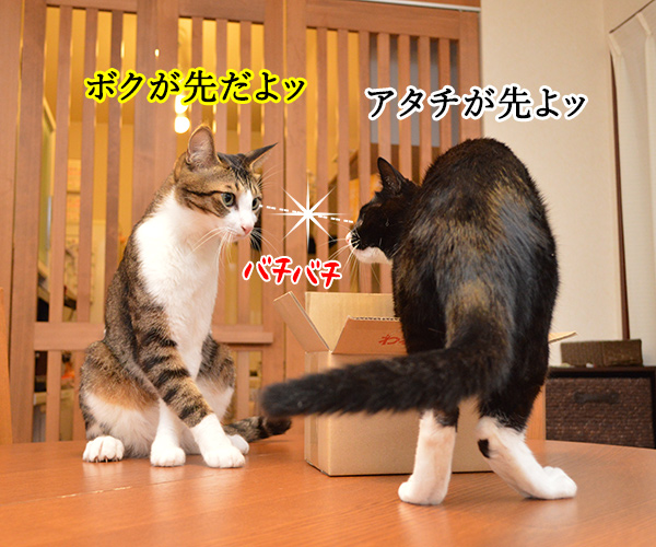 この箱を使うのはアタチよッ　猫の写真で４コマ漫画　１コマ目ッ