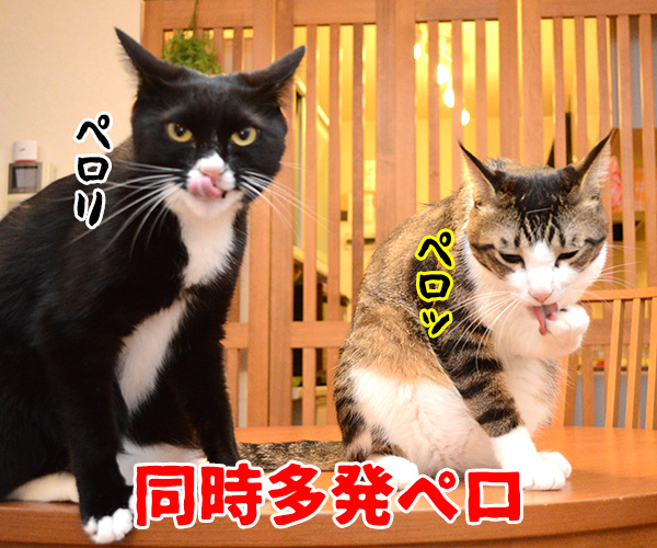 コンビ芸　猫の写真で４コマ漫画　１コマ目ッ