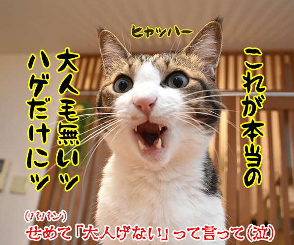 綱引きで勝負よッ　猫の写真で４コマ漫画　４コマ目ッ