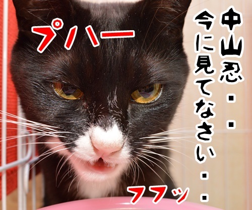 やけのやんぱち　猫の写真で４コマ漫画　４コマ目ッ