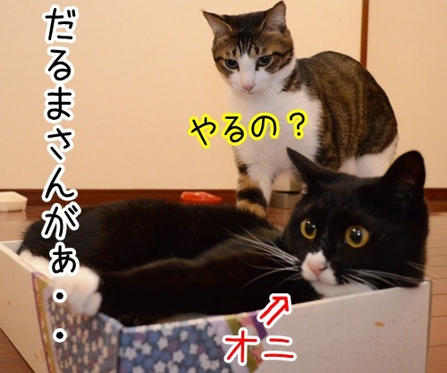 いきなりはじまる…　猫の写真で４コマ漫画　１コマ目ッ