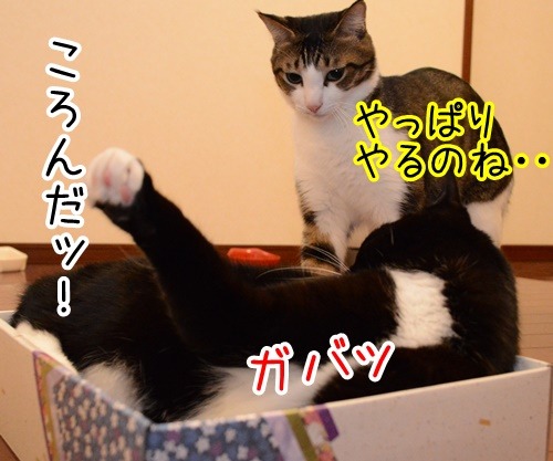 いきなりはじまる…　猫の写真で４コマ漫画　２コマ目ッ