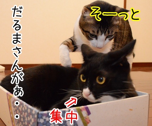 いきなりはじまる…　猫の写真で４コマ漫画　３コマ目ッ