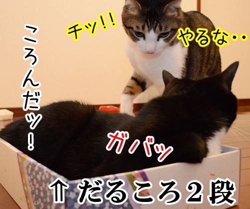 いきなりはじまる…　猫の写真で４コマ漫画　４コマ目ッ