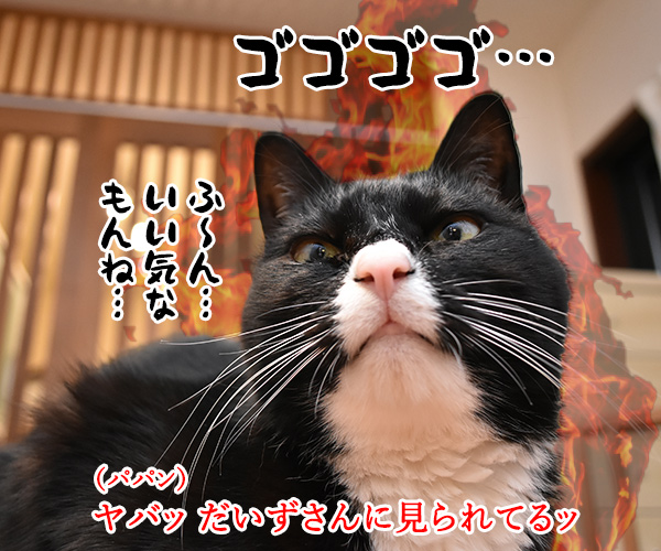 だいずに勝ってウレシイのッ　猫の写真で４コマ漫画　３コマ目ッ