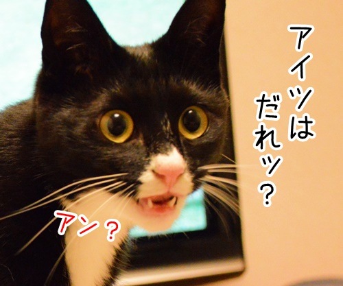 金ぴかなあいつ　猫の写真で４コマ漫画　１コマ目ッ