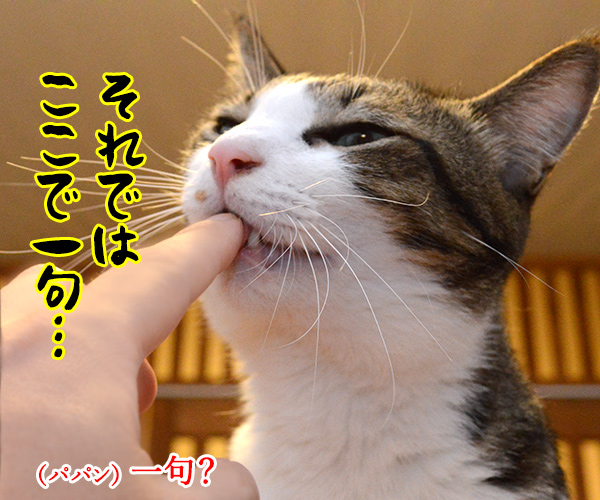 鼻くちょとりますッ　ここで一句　猫の写真で４コマ漫画　３コマ目ッ