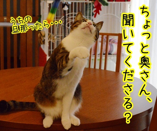 あずき４連発　猫の写真で４コマ漫画　１コマ目ッ