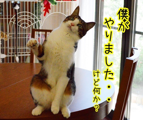 あずき４連発　猫の写真で４コマ漫画　２コマ目ッ