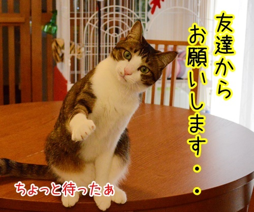 あずき４連発　猫の写真で４コマ漫画　３コマ目ッ