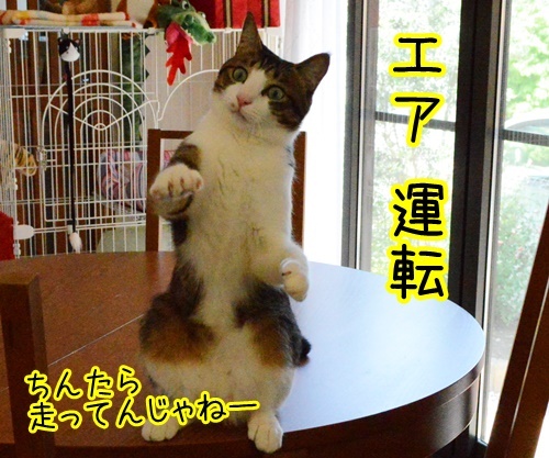 あずき４連発　猫の写真で４コマ漫画　４コマ目ッ