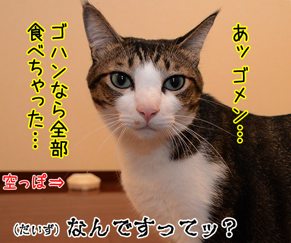 アタチ おなかペコペコなの…　猫の写真で４コマ漫画　２コマ目ッ