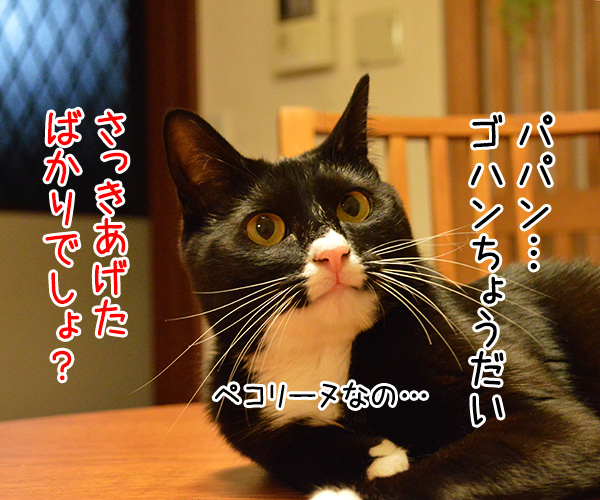 アタチ おなかペコペコなの…　猫の写真で４コマ漫画　３コマ目ッ