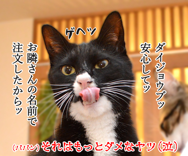 ここだけの話　猫の写真で４コマ漫画　４コマ目ッ