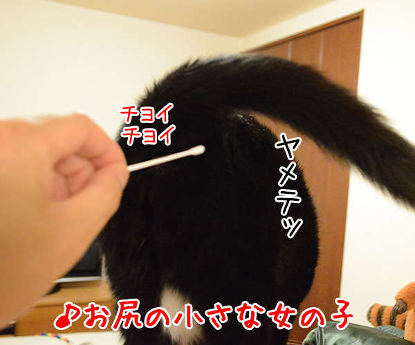 キューティハニー　猫の写真で４コマ漫画　２コマ目ッ