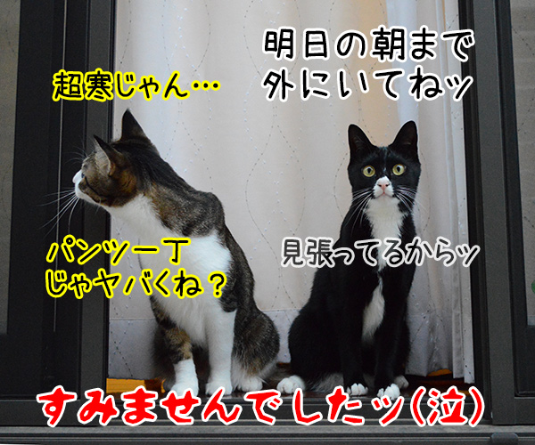 お外猫様にはツライ季節　猫の写真で４コマ漫画　４コマ目ッ