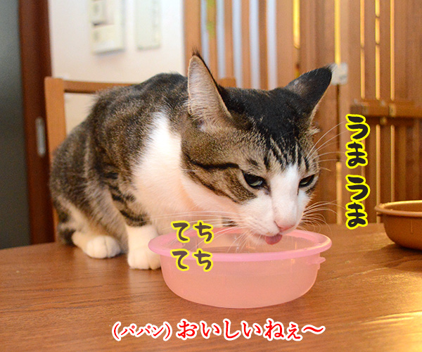 たくさんのんでね　猫の写真で４コマ漫画　２コマ目ッ