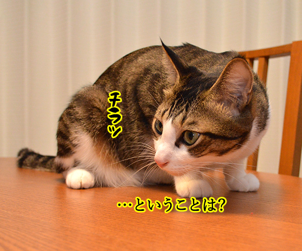 この匂いは…？　猫の写真で４コマ漫画　３コマ目ッ