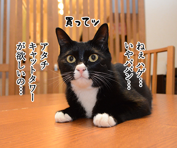 キャットタワーが欲しいのッ　猫の写真で４コマ漫画　１コマ目ッ