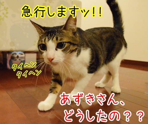 警視庁から各局　猫の写真で４コマ漫画　２コマ目ッ