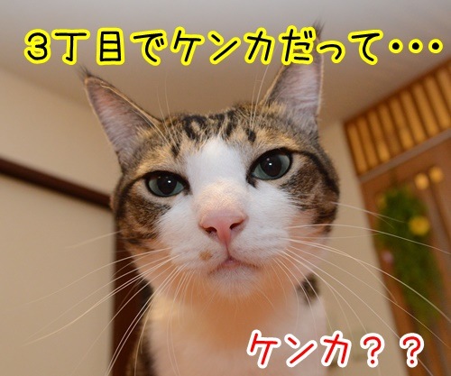 警視庁から各局　猫の写真で４コマ漫画　３コマ目ッ