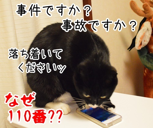 警視庁から各局　猫の写真で４コマ漫画　４コマ目ッ