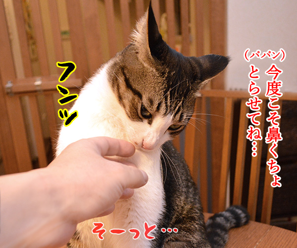 鼻クチョをとられたくない理由　猫の写真で４コマ漫画　１コマ目ッ