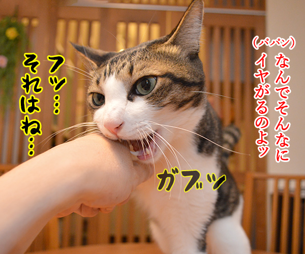 鼻クチョをとられたくない理由　猫の写真で４コマ漫画　３コマ目ッ