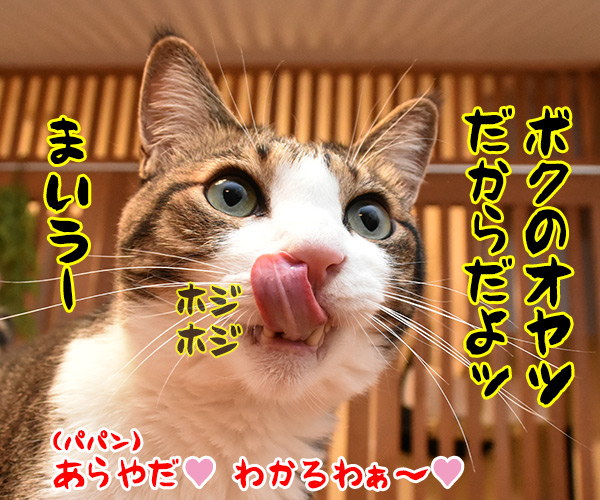 鼻クチョをとられたくない理由　猫の写真で４コマ漫画　４コマ目ッ