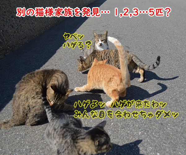 猫島　其の二　猫の写真で４コマ漫画　１コマ目ッ