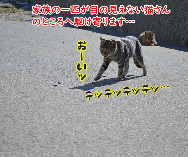 猫島　其の二　猫の写真で４コマ漫画　１コマ目ッ