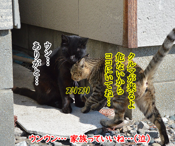 猫島　其の二　猫の写真で４コマ漫画　１コマ目ッ