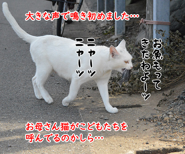 猫島　其の三　猫の写真で４コマ漫画　３コマ目ッ