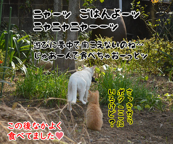 猫島　其の三　猫の写真で４コマ漫画　４コマ目ッ