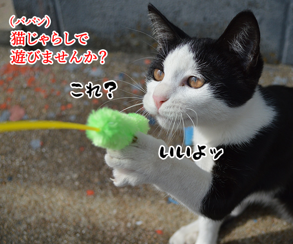 猫島　其の六　猫の写真で４コマ漫画　１コマ目ッ