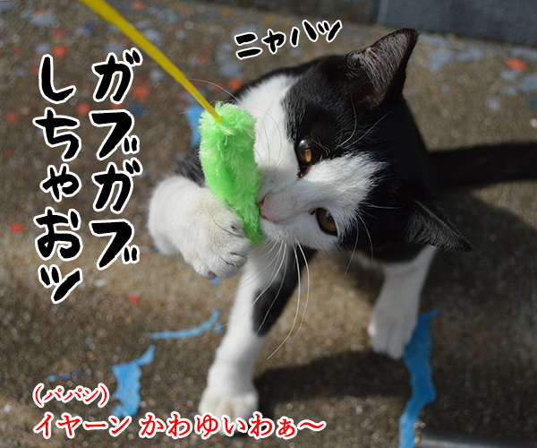 猫島　其の六　猫の写真で４コマ漫画　３コマ目ッ