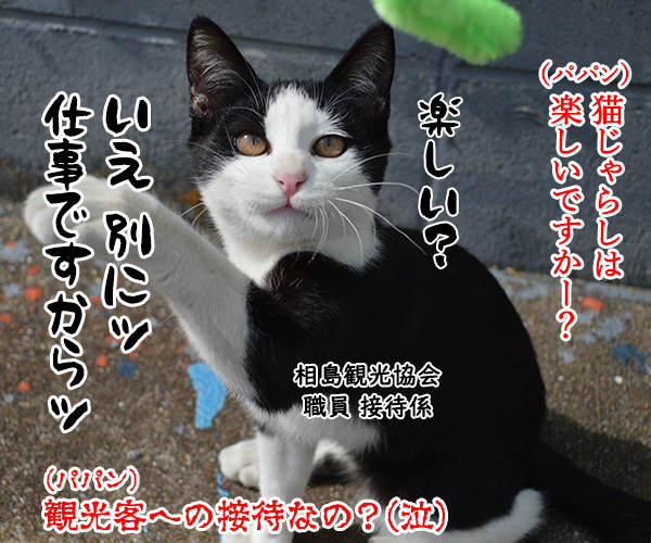 猫島　其の六　猫の写真で４コマ漫画　４コマ目ッ