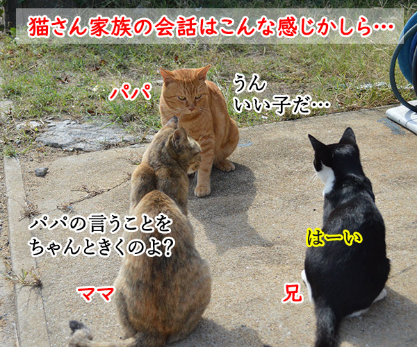 猫島　其の五　猫の写真で４コマ漫画　１コマ目ッ