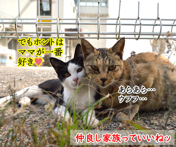 猫島　其の五　猫の写真で４コマ漫画　４コマ目ッ