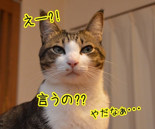 流行語大賞2013　猫の写真で４コマ漫画　１コマ目ッ