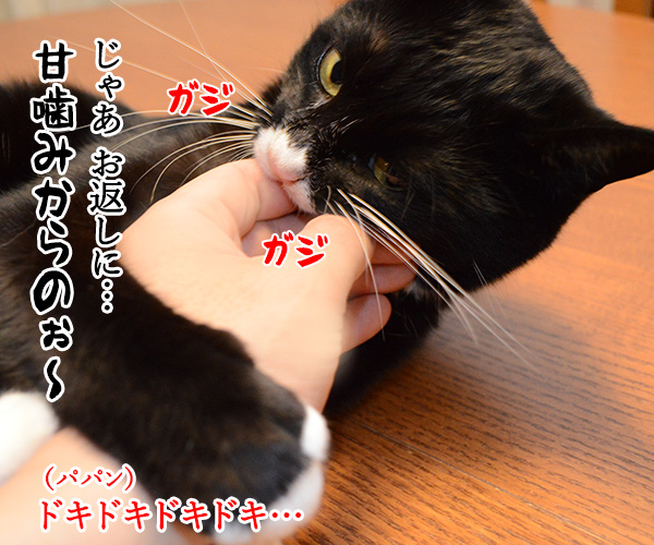 こちょこちょするのね？　猫の写真で４コマ漫画　３コマ目ッ