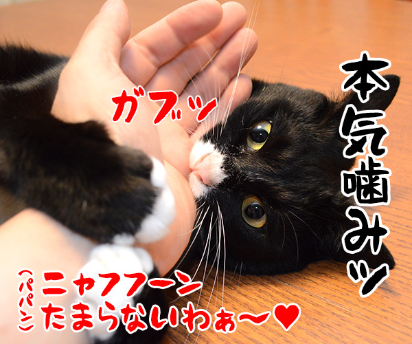 こちょこちょするのね？　猫の写真で４コマ漫画　４コマ目ッ