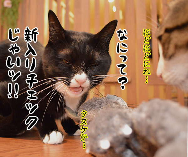 おともだちを紹介するよッ　猫の写真で４コマ漫画　４コマ目ッ