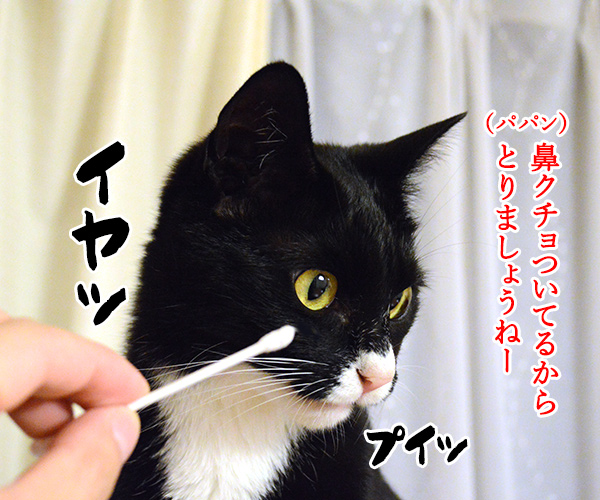 だいずさんの鼻クチョとりますッ　猫の写真で４コマ漫画　１コマ目ッ