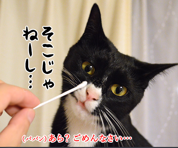 だいずさんの鼻クチョとりますッ　猫の写真で４コマ漫画　３コマ目ッ