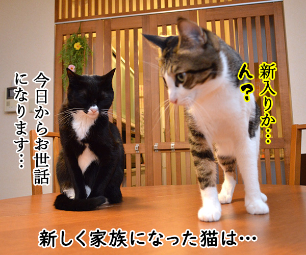  あずだい物語 ～キセキの再会～　猫の写真で４コマ漫画　１コマ目ッ