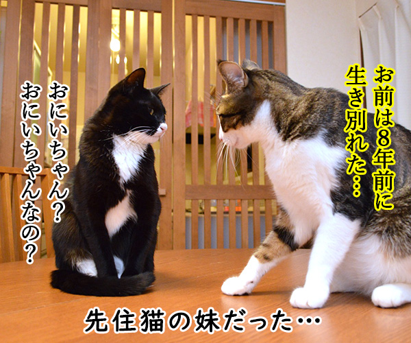  あずだい物語 ～キセキの再会～　猫の写真で４コマ漫画　２コマ目ッ