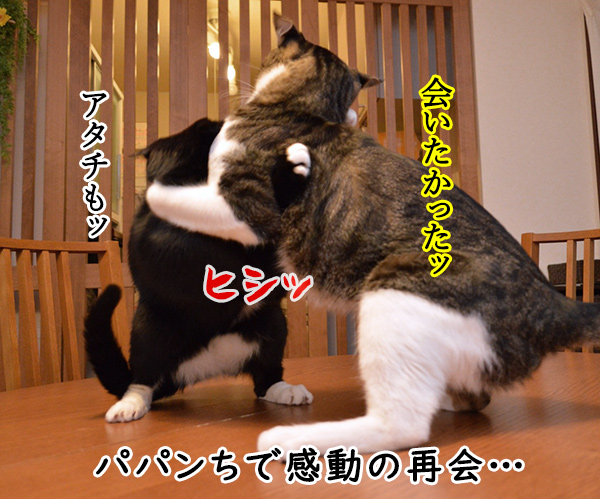  あずだい物語 ～キセキの再会～　猫の写真で４コマ漫画　３コマ目ッ