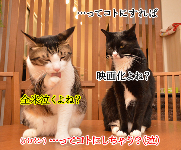  あずだい物語 ～キセキの再会～　猫の写真で４コマ漫画　４コマ目ッ