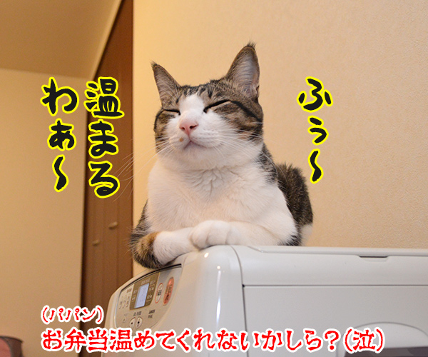 あずだいマートでお買い物　猫の写真で４コマ漫画　４コマ目ッ